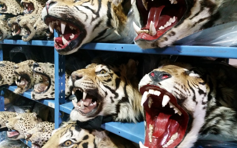 Illicit wildlife trafficking is a major political crisis