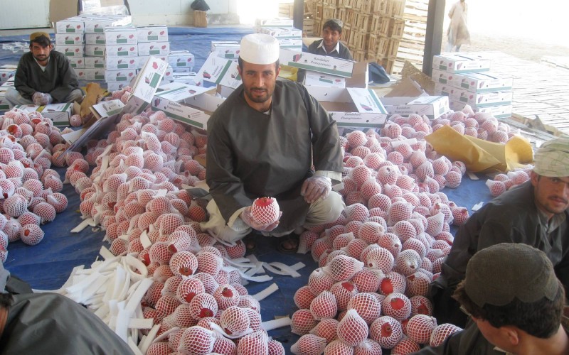 Afghanistan drowning in export regulation