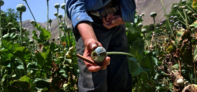 Afghanistan’s Opium has Regional Repercussions