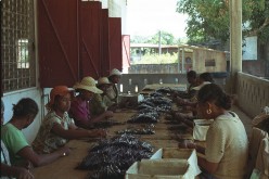 The World Vanilla Market is Anything but Vanilla