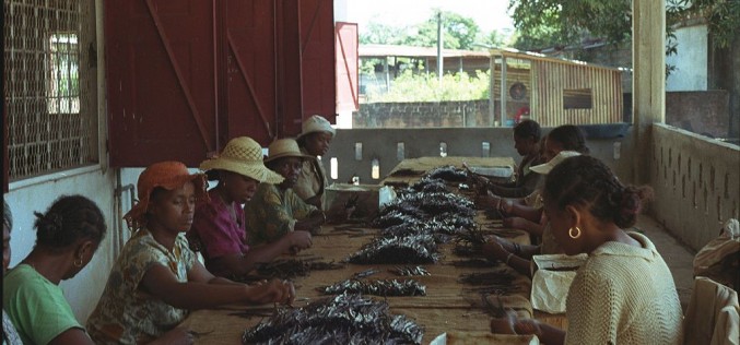 The World Vanilla Market is Anything but Vanilla