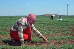 Syria’s Civil War Has Environmental Origins
