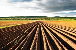Risky Business: Addressing Agriculture Supply Chains