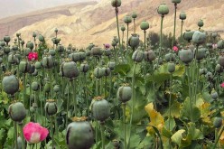 Opium poppy cultivation blocks Afghan development