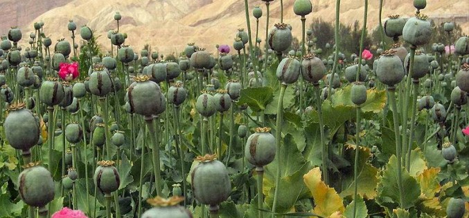 Opium poppy cultivation blocks Afghan development