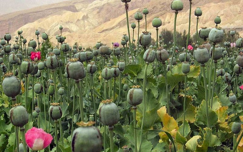 Opium poppy cultivation blocks Afghan development