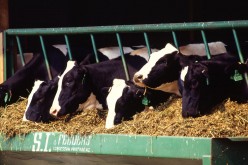 U.S. beef recall affects fragile agribusiness supply chain