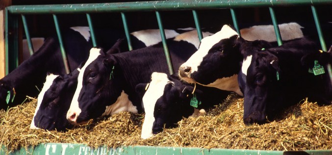 U.S. beef recall affects fragile agribusiness supply chain