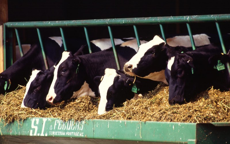 U.S. beef recall affects fragile agribusiness supply chain