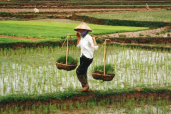 Vietnam’s investment reforms fall flat