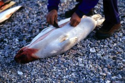 EU seal case adds new protectionism to WTO