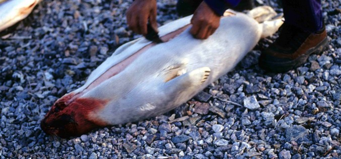 EU seal case adds new protectionism to WTO