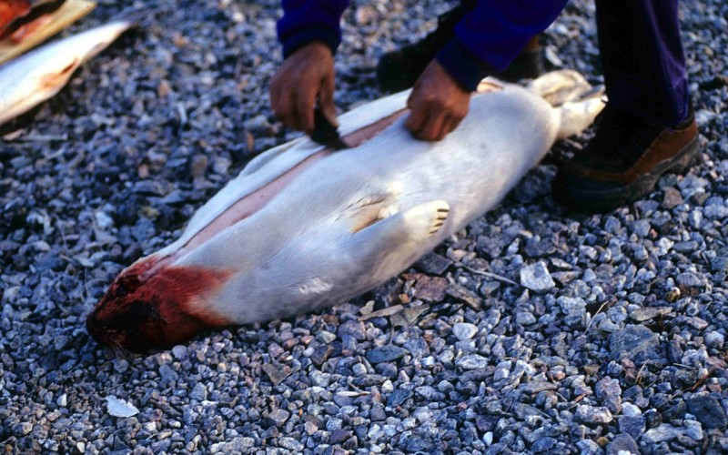 EU seal case adds new protectionism to WTO