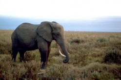 Technology joins the fight against poaching
