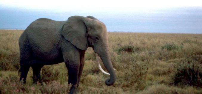 Technology joins the fight against poaching