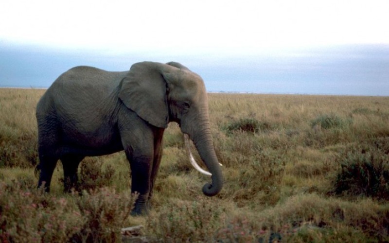 Technology joins the fight against poaching