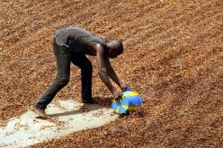 With Ebola held at bay, Ivorian cocoa harvest begins