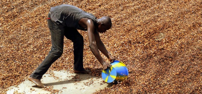 With Ebola held at bay, Ivorian cocoa harvest begins
