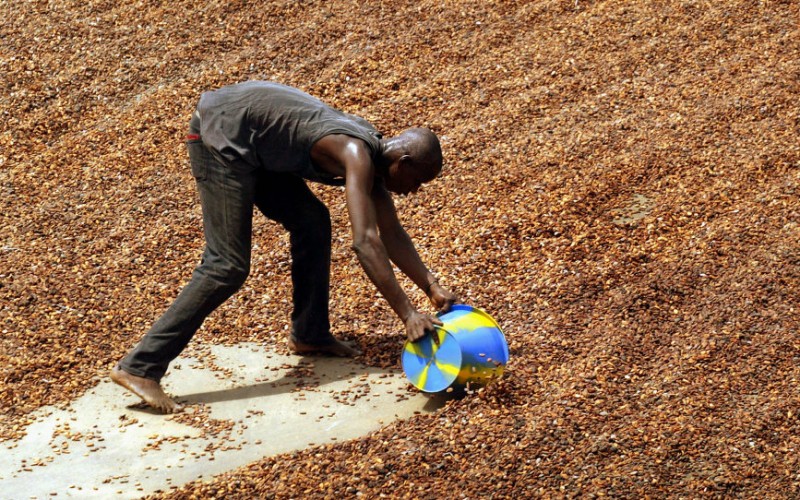 With Ebola held at bay, Ivorian cocoa harvest begins