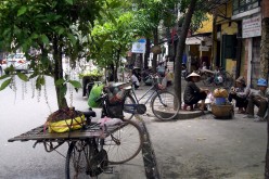 Vietnam tree cutting debacle highlights opaque politics