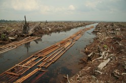 Deforestation impacting pharmaceutical industry