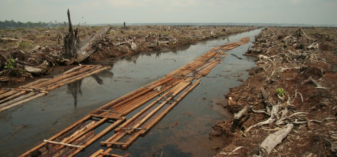 Deforestation impacting pharmaceutical industry