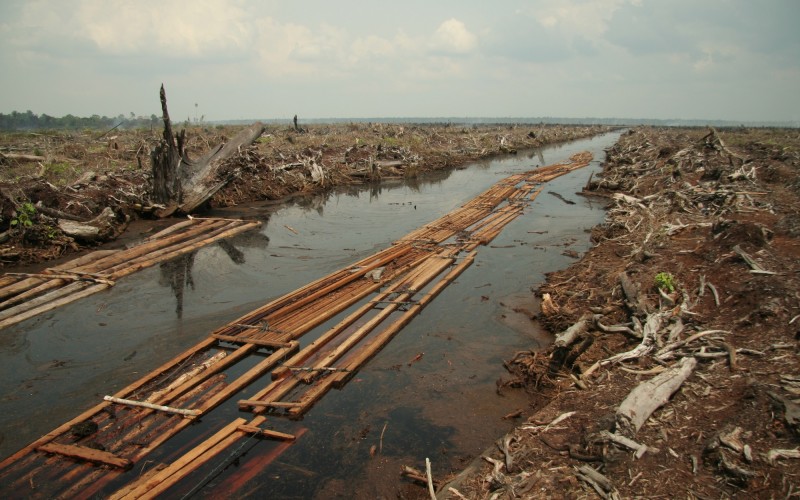 Deforestation impacting pharmaceutical industry