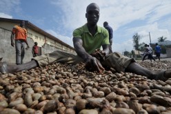 Cracking Côte d’Ivoire’s cashew market