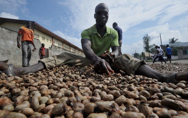 Cracking Côte d’Ivoire’s cashew market