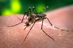 Is Africa prepared for a potential Zika outbreak?