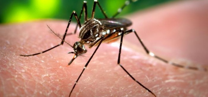 Is Africa prepared for a potential Zika outbreak?