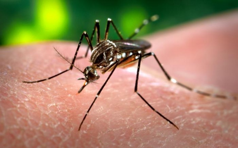 Is Africa prepared for a potential Zika outbreak?