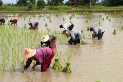 Prospects for unrest in Thailand’s rice bowl