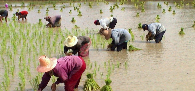 Prospects for unrest in Thailand’s rice bowl