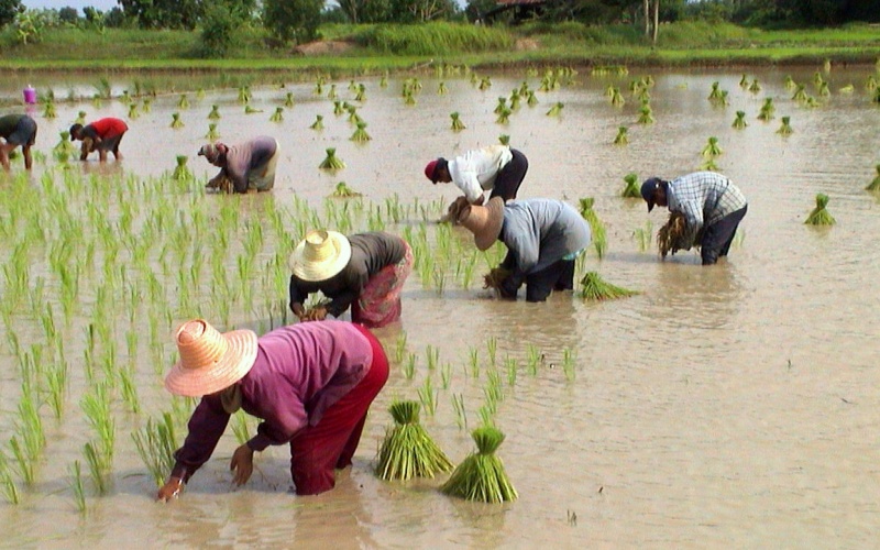 Prospects for unrest in Thailand’s rice bowl