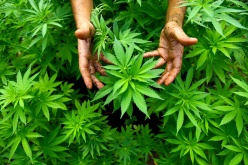 Under the Radar: Should Zambia finance Eurobonds with marijuana?