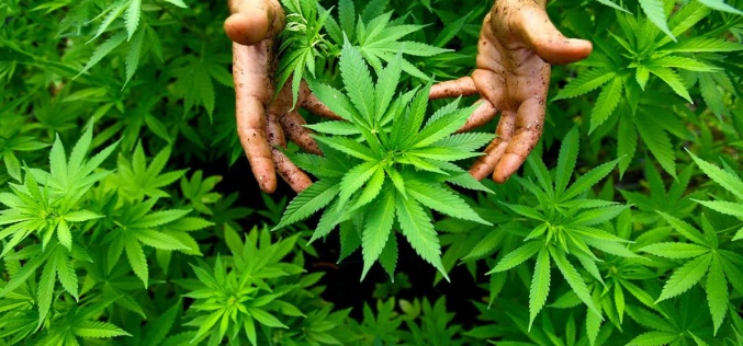 Under the Radar: Should Zambia finance Eurobonds with marijuana?
