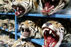 Illicit wildlife trafficking is a major political crisis