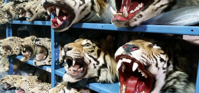 Illicit wildlife trafficking is a major political crisis