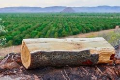 Under the Radar: How sandalwood is transforming crime and commerce in Asia