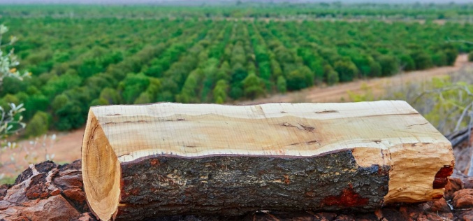 Under the Radar: How sandalwood is transforming crime and commerce in Asia