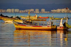 Saving Chile’s contaminated fish farming industry