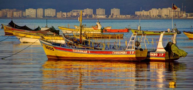 Saving Chile’s contaminated fish farming industry