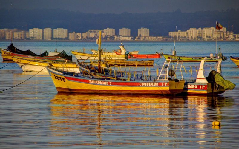 Saving Chile’s contaminated fish farming industry