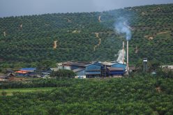 Indonesian and Malaysian palm oil at a crossroads