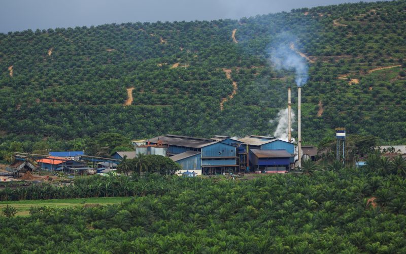Indonesian and Malaysian palm oil at a crossroads