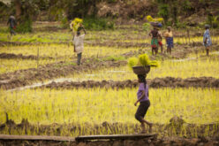 Under the Radar: Chronic food insecurity could hurt Liberia’s economic growth and stability
