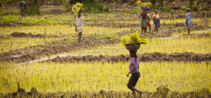 Under the Radar: Chronic food insecurity could hurt Liberia’s economic growth and stability