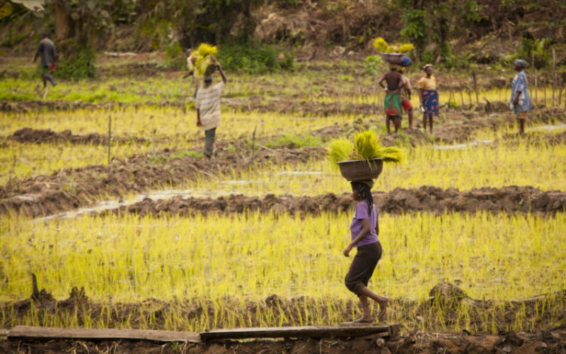 Under the Radar: Chronic food insecurity could hurt Liberia’s economic growth and stability