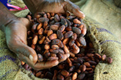 Guest Post: Blood chocolate – climate change and conflict in the West African cocoa belt